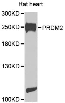 PRDM2 / RIZ1 Antibody