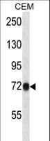 CNNM4 Antibody (aa501-530)
