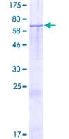 Human KIAA1683 Protein (Recombinant GST)