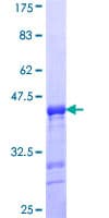 Human ENAM Protein (Recombinant GST, N-terminus)