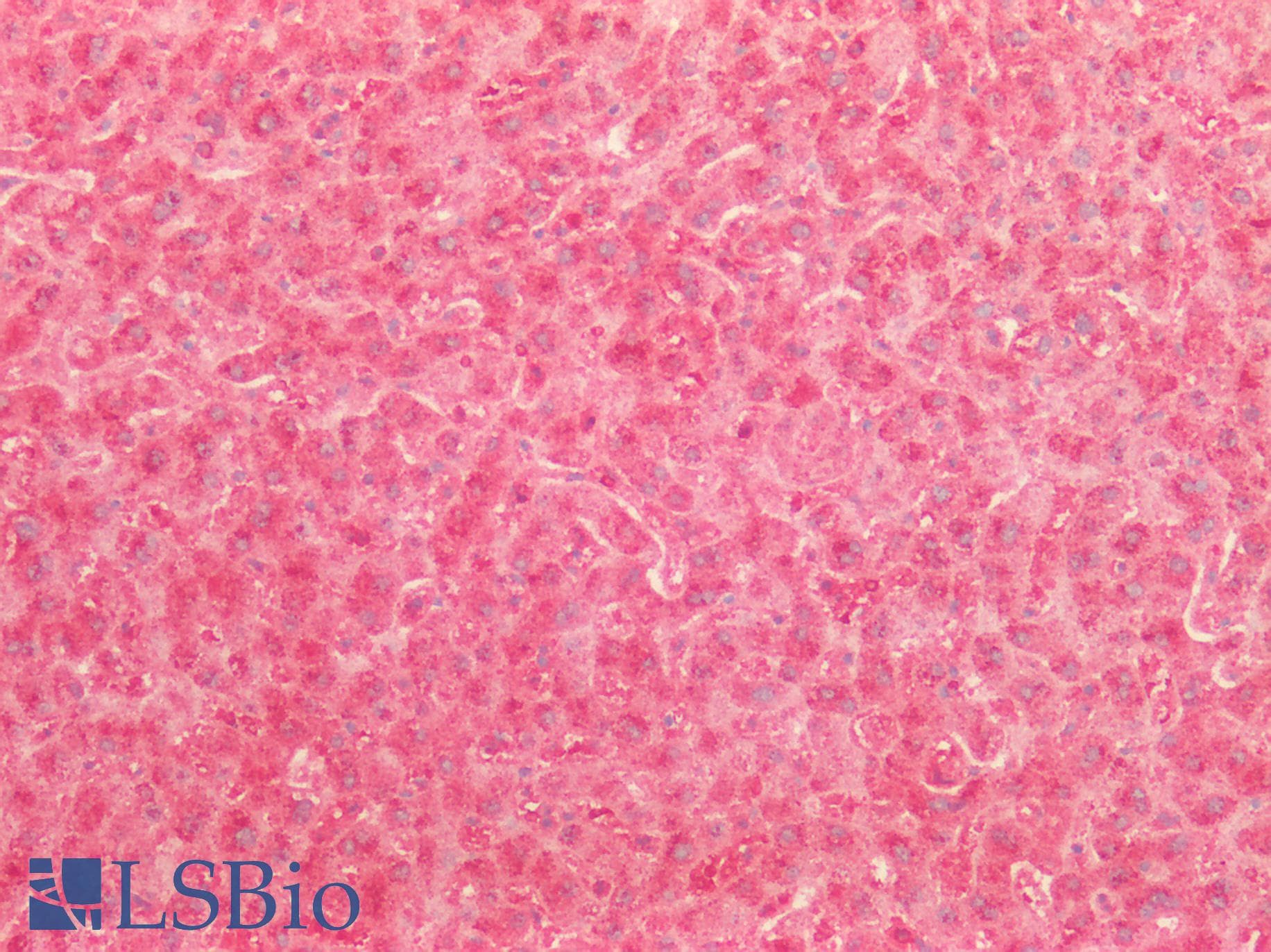 IHC-plus™ Polyclonal Rabbit anti-Human FGF9 Antibody (IHC, IF, WB)