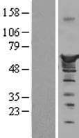 NUCB1 / Nucleobindin Protein (Over-Expression Lysate Myc-DDK (Flag))