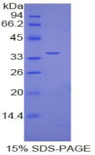 Human HIF1A / HIF1 Alpha Protein (Recombinant His-T7)