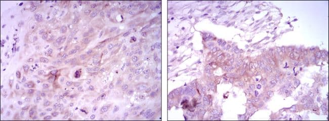 FOXD3 Antibody (clone 5G9)