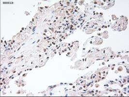 GFAP Antibody (clone OTI4C10)