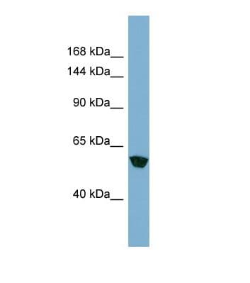 MKLN1 / Muskelin Antibody (aa298-347)
