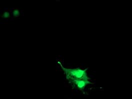 Monoclonal Mouse anti-Human RNF113B Antibody (clone OTI7A1, IHC, IF, WB)