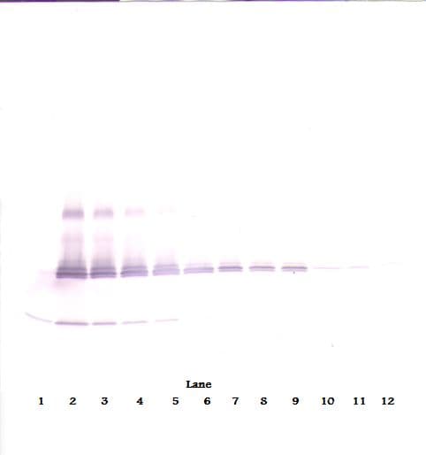 IL17A Antibody