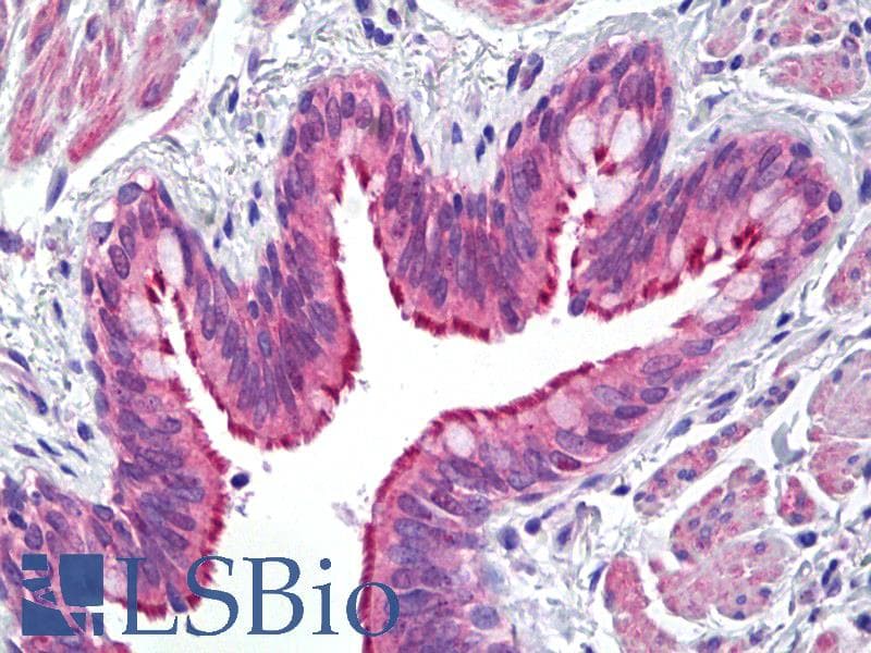 IHC-plus™ Polyclonal Rabbit anti-Human WC1 / ATP7B Antibody (aa161-210, IHC, IF)