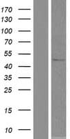 SOHLH2 Protein (Over-Expression Lysate Myc-DDK (Flag))