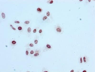 Recombinant Monoclonal Rabbit anti-Human HIST1H3A Antibody (IF, WB)