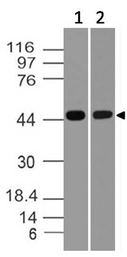 CASP1 / Caspase 1 Antibody (aa203-400, clone ABM1B93)