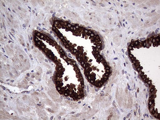 AGR2 Antibody (aa21-175, clone OTI3B5, Carrier-free)
