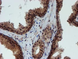 NQO2 Antibody (clone OTI3G4)