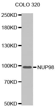 NUP98 Antibody