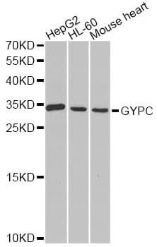 GYPC / Glycophorin C Antibody