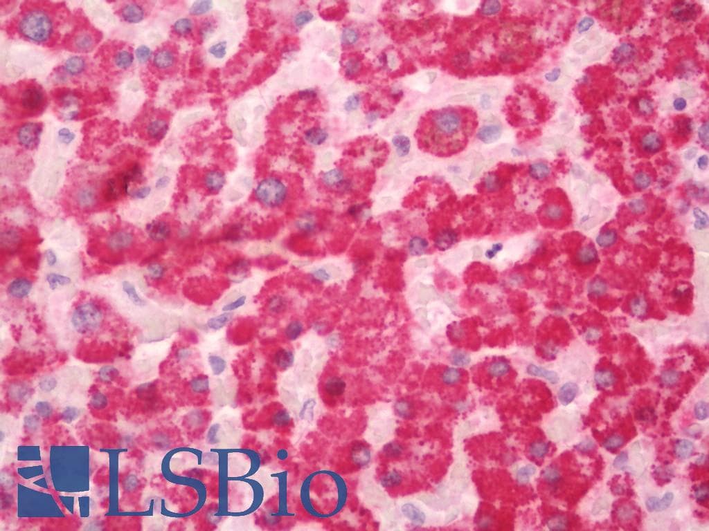 IHC-plus™ AMDHD1 Antibody (aa152-414)