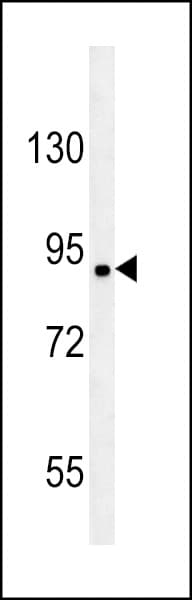 FAM190A Antibody (aa780-808)