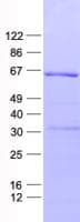 Human ZNF426 Protein (Recombinant His, N-Terminal)