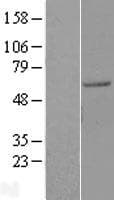 AGFG1 Protein (Over-Expression Lysate Myc-DDK (Flag))