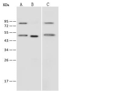 IFRD1 / TIS7 Antibody