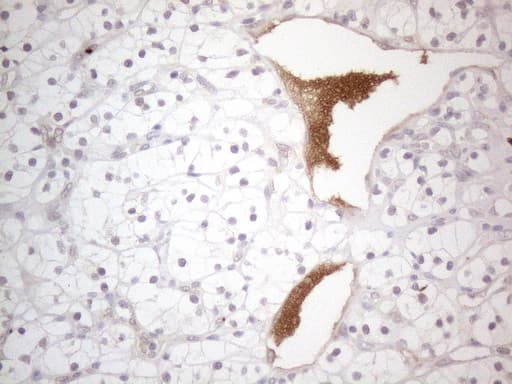 NPPB / BNP Antibody (aa27-102, clone OTI11G4)