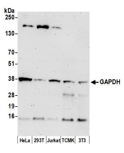 Monoclonal Mouse anti-Human GAPDH Antibody (aa150-200, IHC, WB)