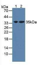 STX1A / Syntaxin 1A Antibody (aa1-255, APC)