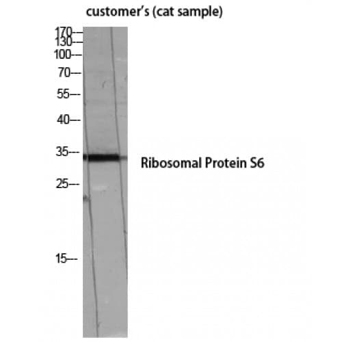 Polyclonal Rabbit anti-Human RPS6 / Ribosomal Protein S6 Antibody (180-260 aa, IHC, IF, WB)