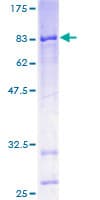 Human CYP4X1 Protein (Recombinant GST)