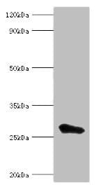 MED6 Antibody (aa27-246)