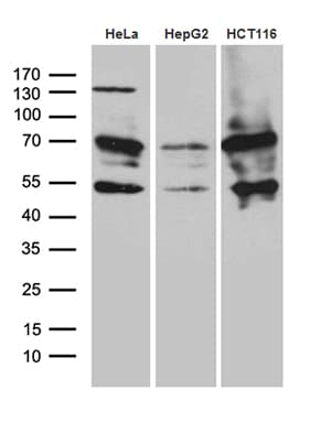 ZNF2 Antibody (clone OTI1G3)