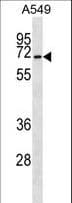 CSRNP3 Antibody (aa36-64)