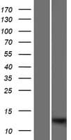 S100A7L2 Protein (Over-Expression Lysate Myc-DDK (Flag))