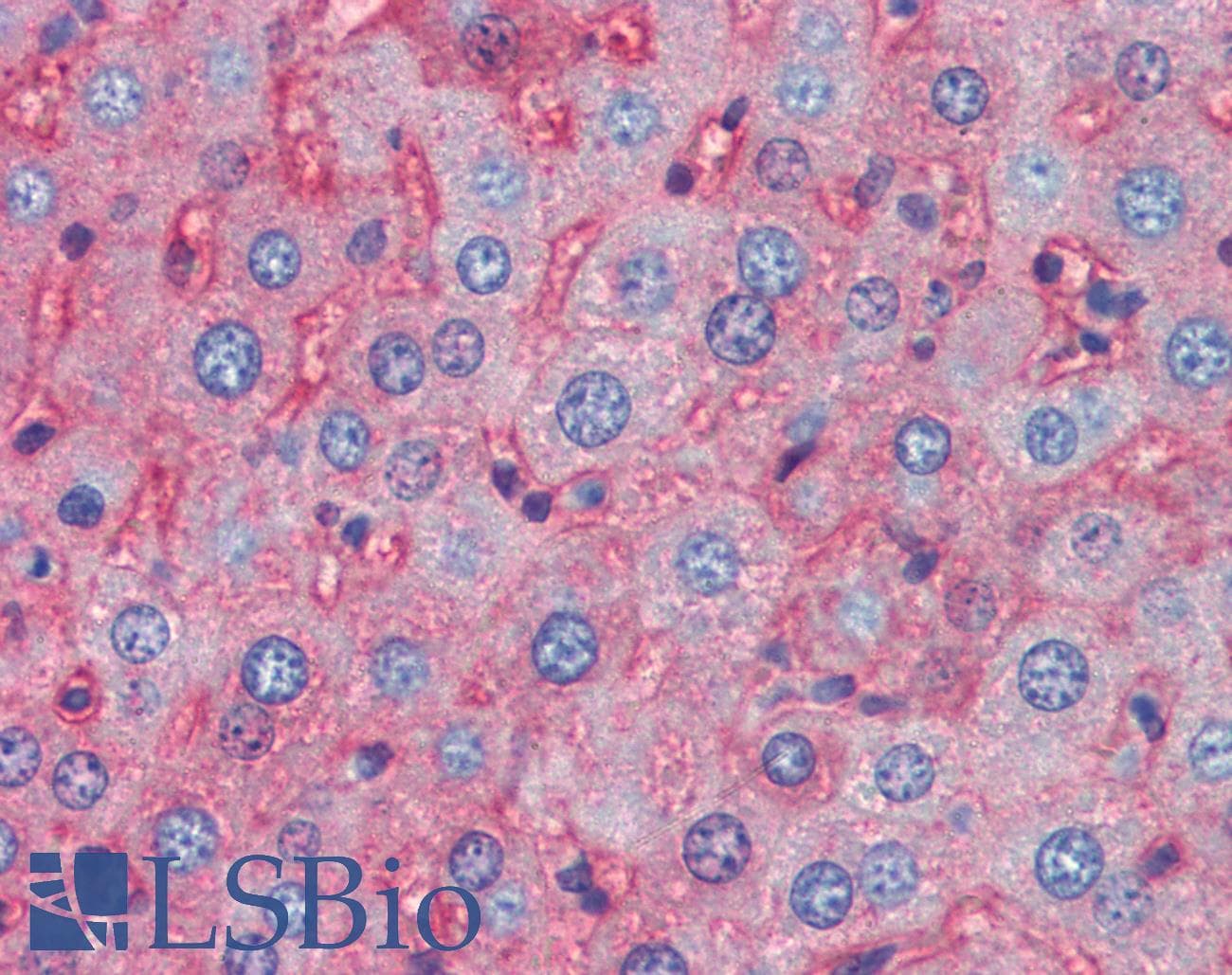 IHC-plus™ APOA1 / Apolipoprotein A 1 Antibody