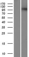 POLN Protein (Over-Expression Lysate Myc-DDK (Flag))
