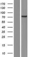 EFCAB7 Protein (Over-Expression Lysate Myc-DDK (Flag))