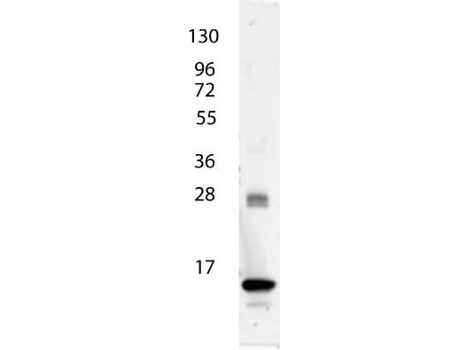 IL3 Antibody