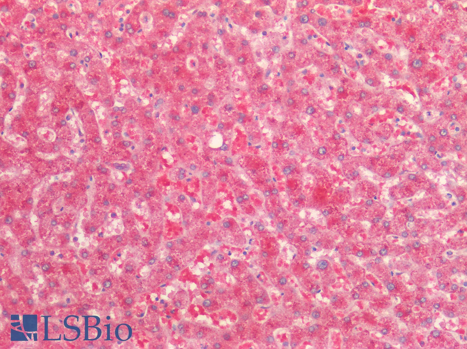 IHC-plus™ AMACR / P504S Antibody (aa312-326)