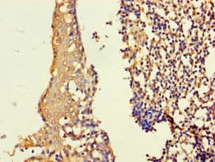 Polyclonal Rabbit anti-Human ASF1B Antibody