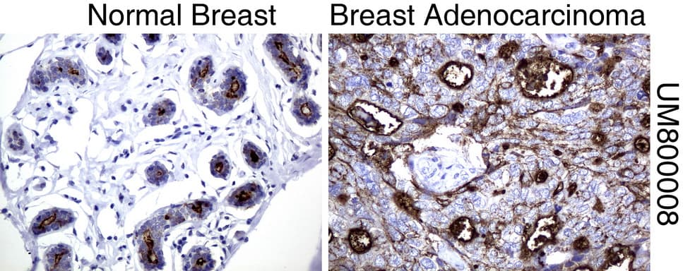 EMA / MUC1 Antibody (clone UMAB57, Carrier-free)