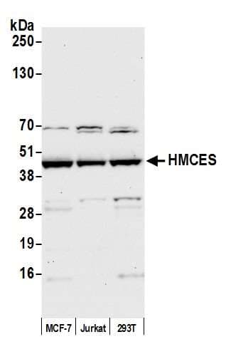 HMCES / C3orf37 Antibody (aa304-354)