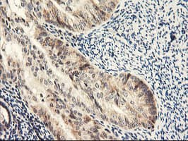 NLN / Neurolysin Antibody (clone OTI3A12)