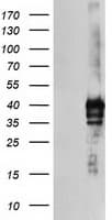 SDS Antibody (clone OTI1F9)