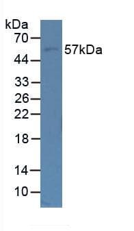 FBLN5 / Fibulin 5 Antibody (aa99-205)