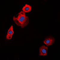 COL20A1 / Collagen XX Antibody (C-Terminus)