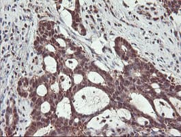 PSMB7 Antibody (aa58-277, clone OTI1D1, Carrier-free)