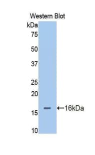 CD105 Antibody (aa26-136)