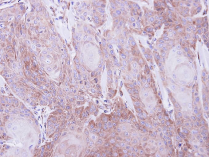 SEC61A1 / SEC61 Antibody (aa413-476)