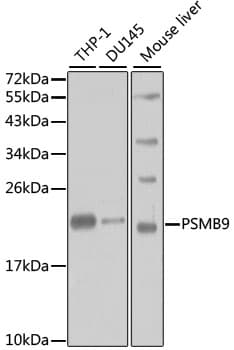 Polyclonal Rabbit anti-Human PSMB9 Antibody (IHC, IF, WB)